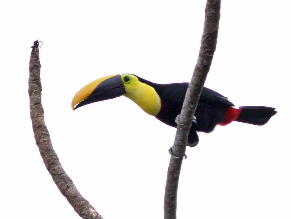 Toucan tocard