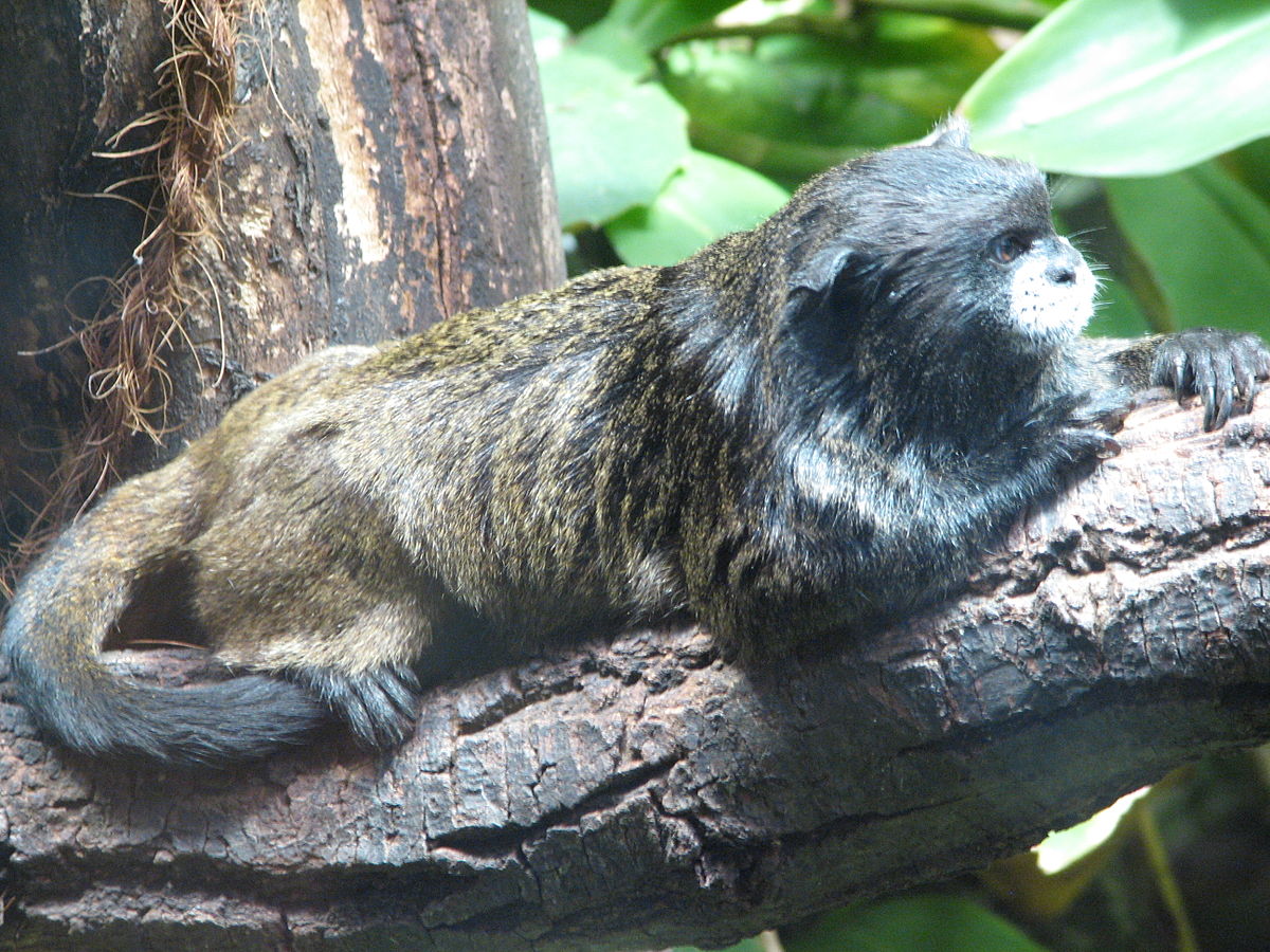 Saguinus nigricollis