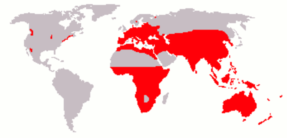 Black rat range map.png