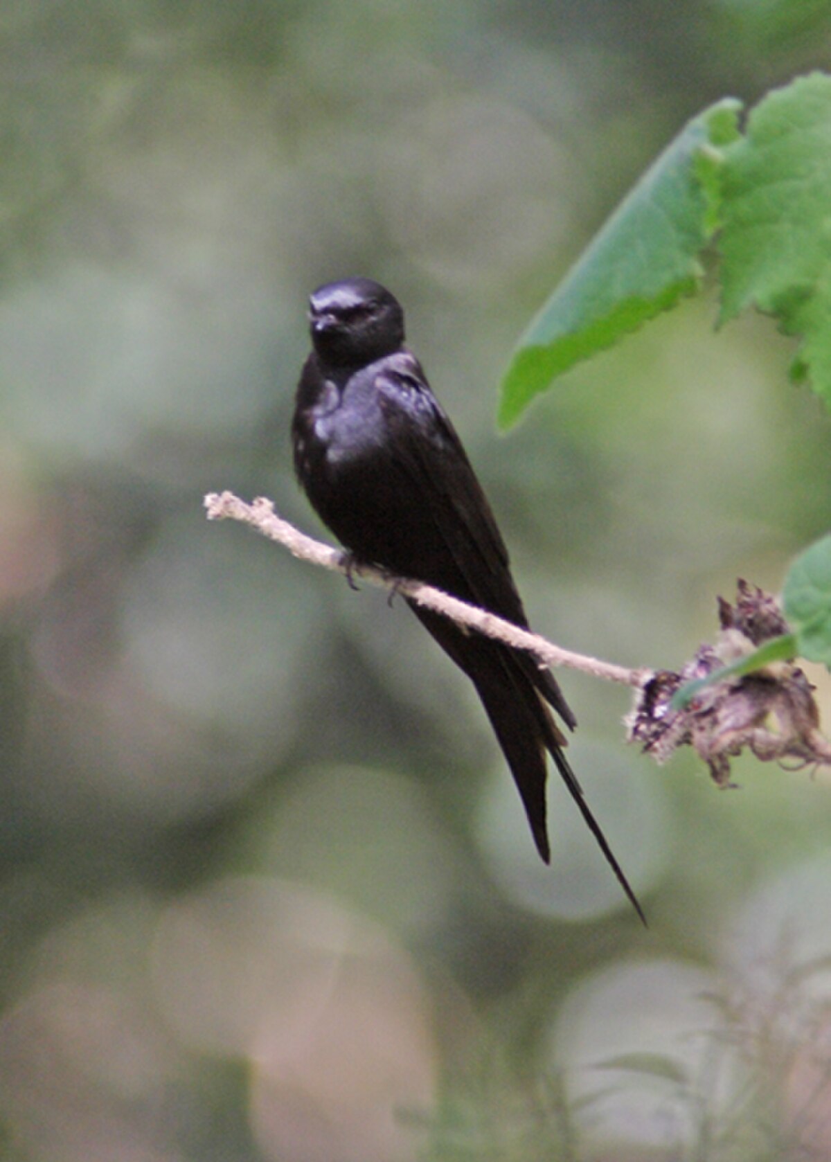 Hirondelle hérissée