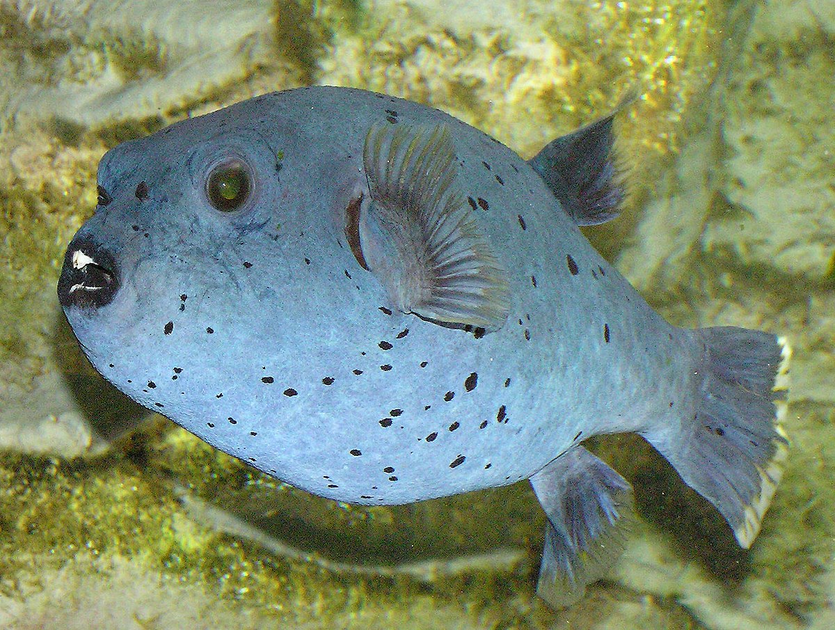 Tetraodontidae