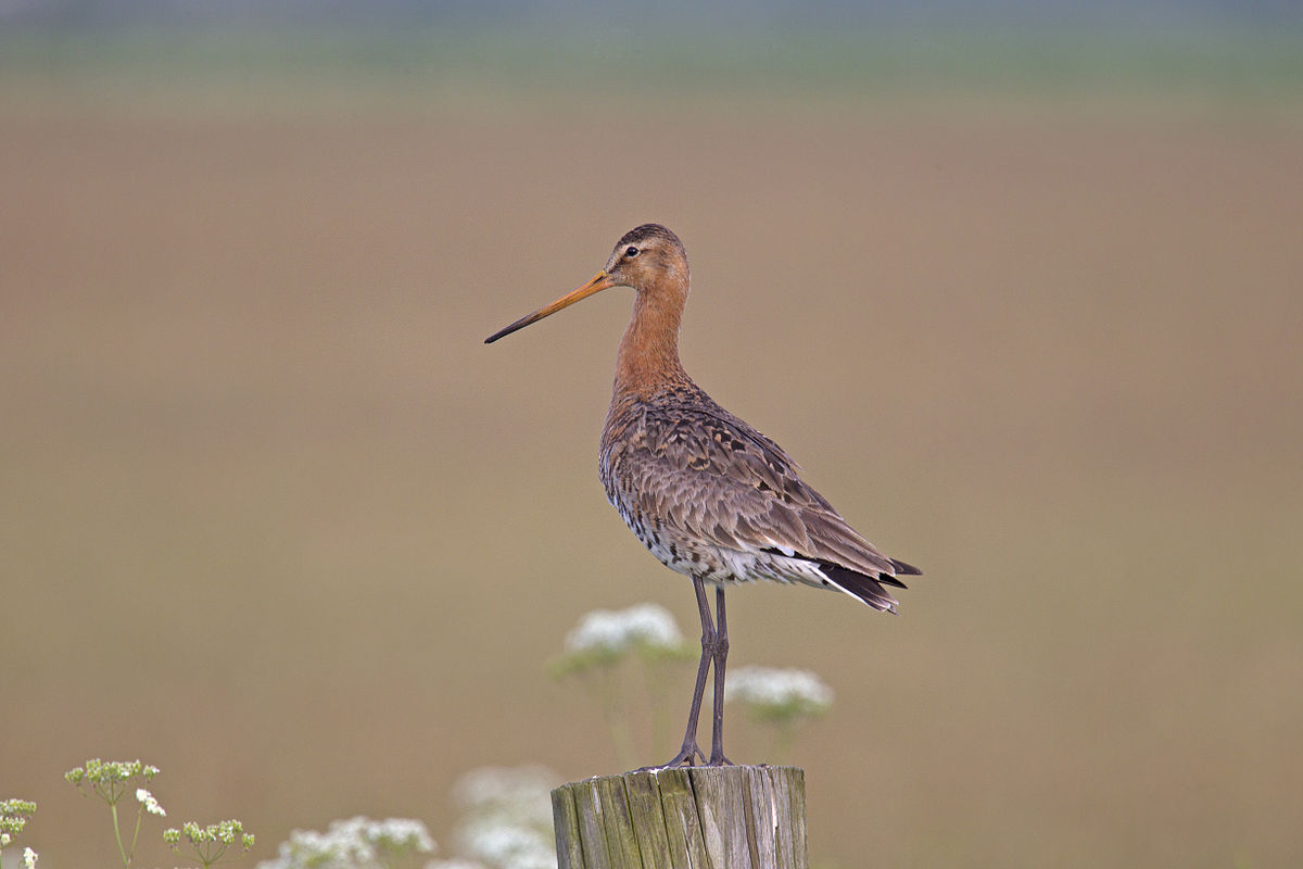 Limosa limosa