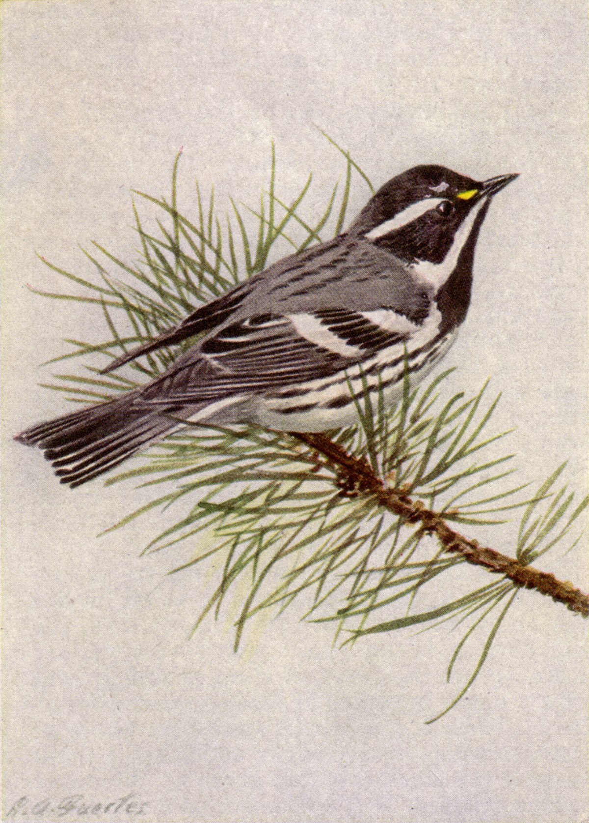 Paruline grise