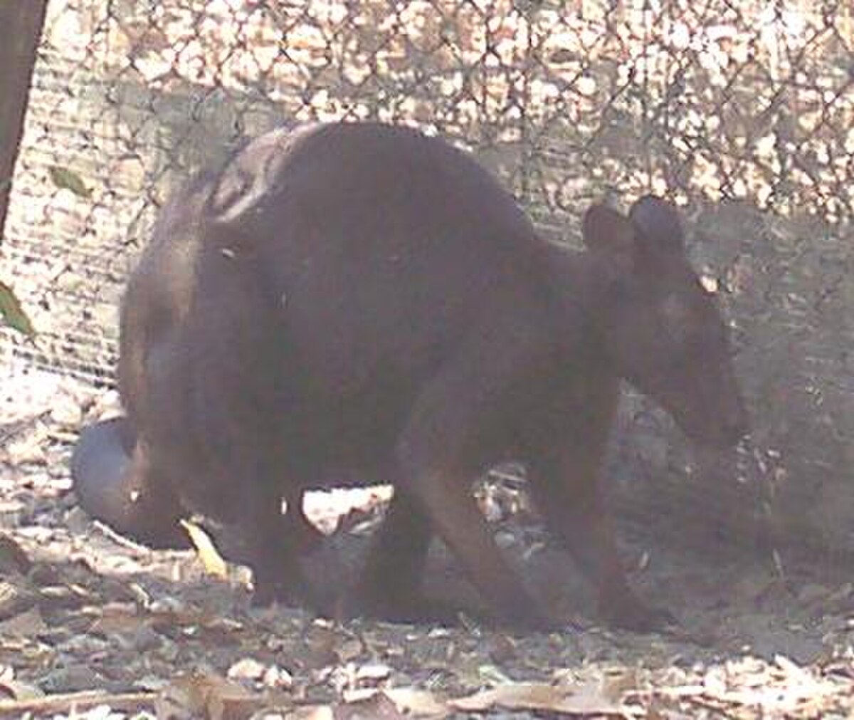 Macropus bernardus