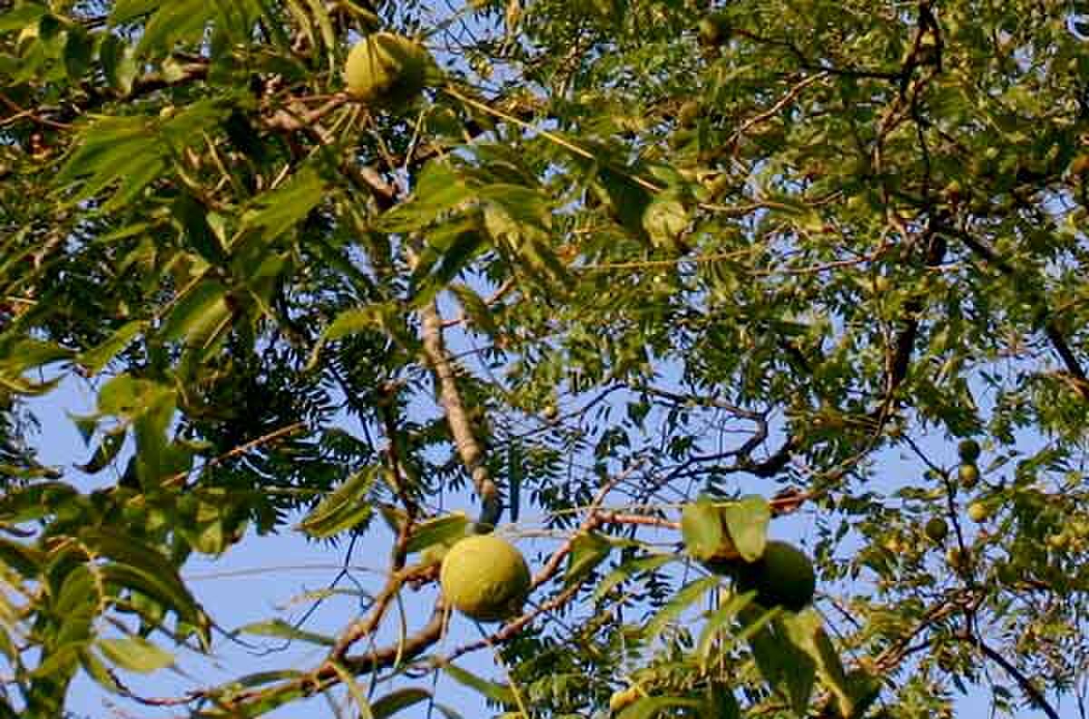 Feuilles et fruits