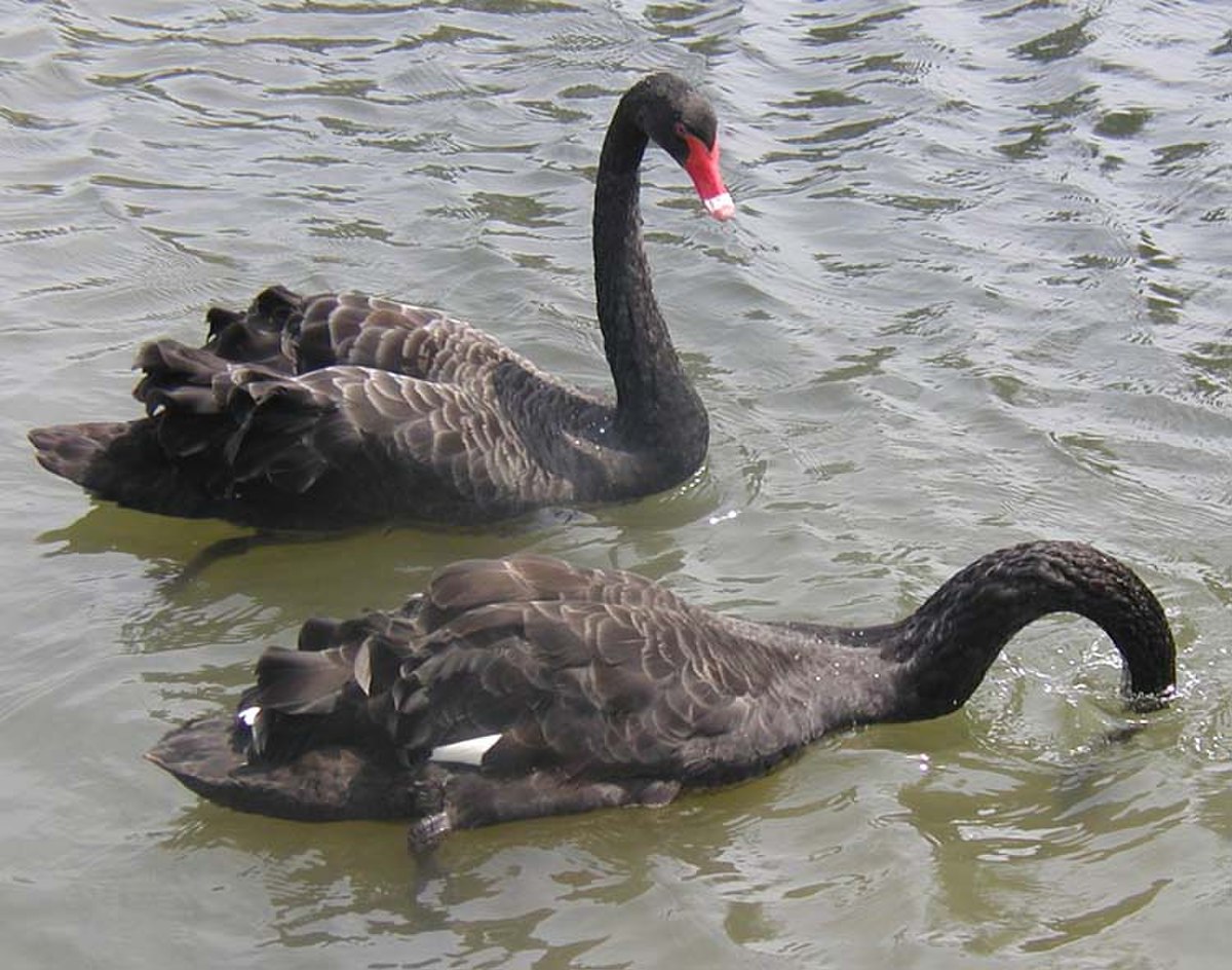 Cygne noir