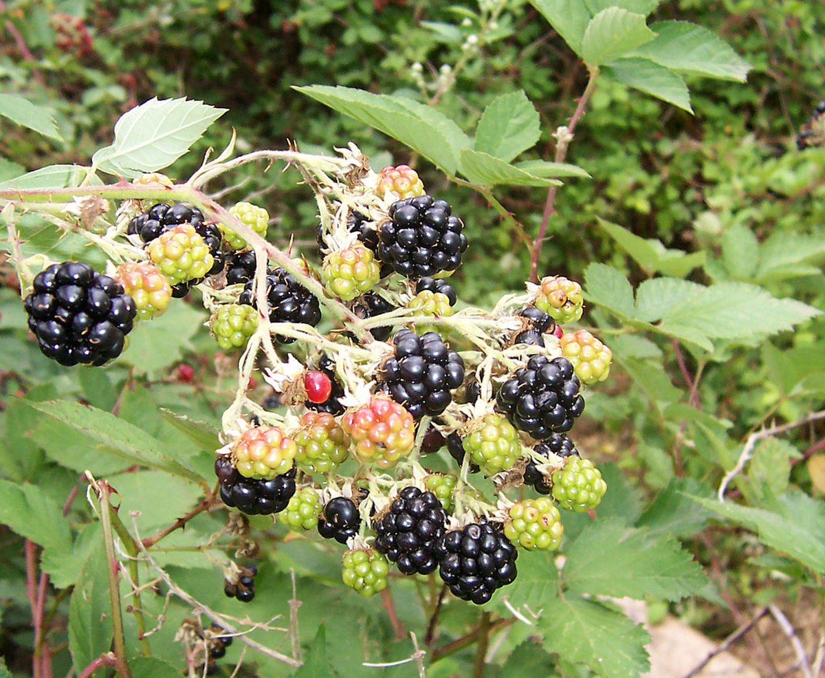 Rubus fruticosus