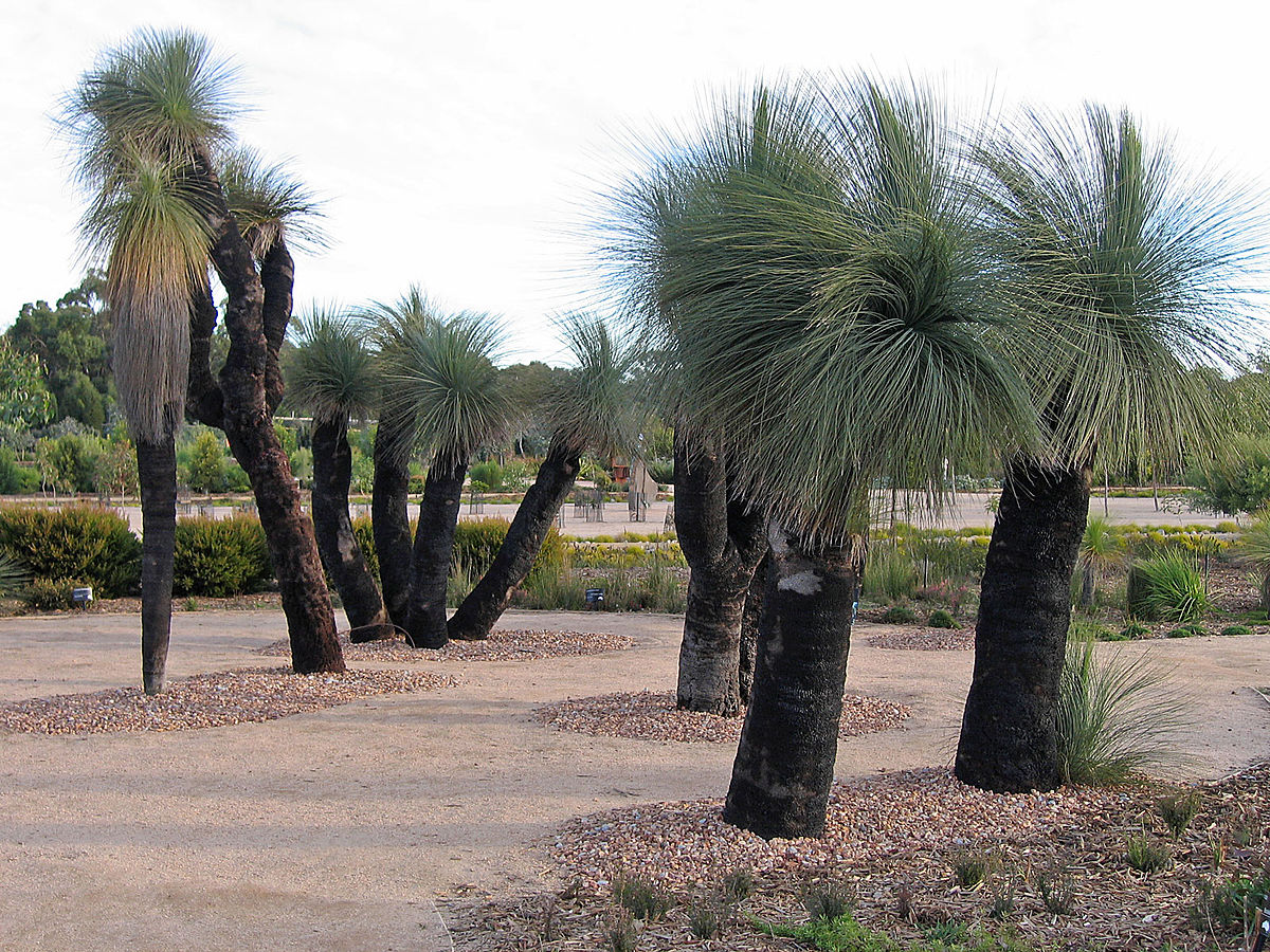 Dasypogonaceae