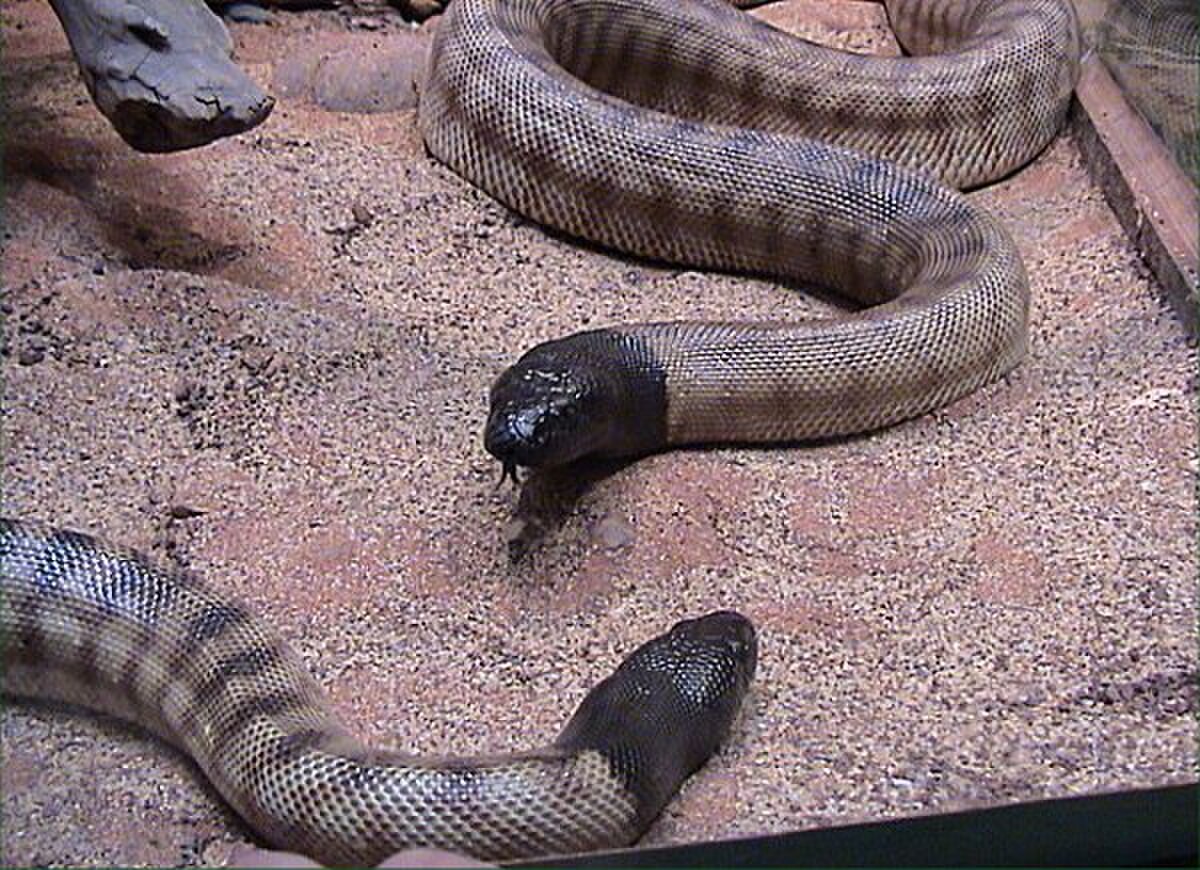 Aspidites melanocephalus