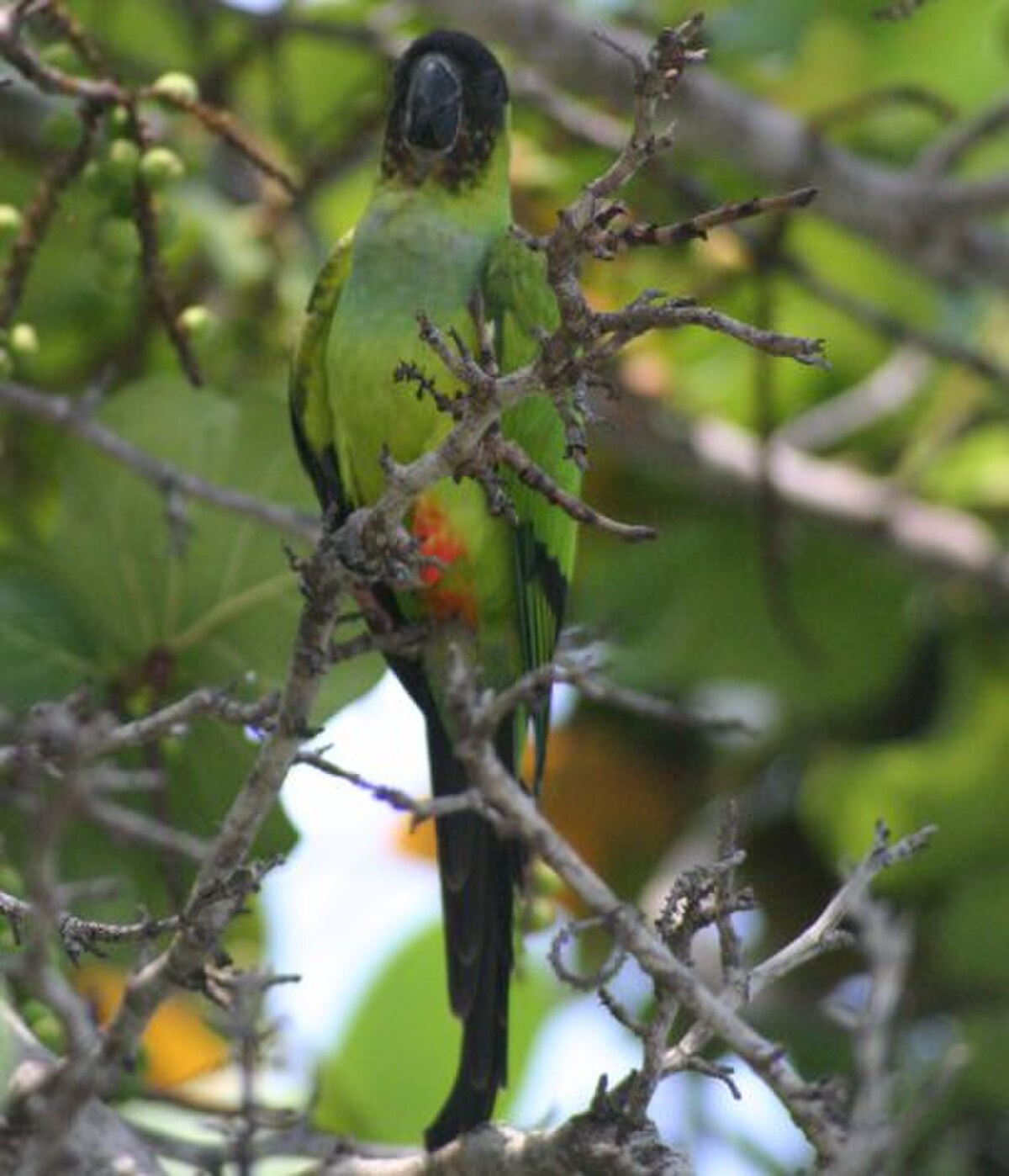 Conure nanday