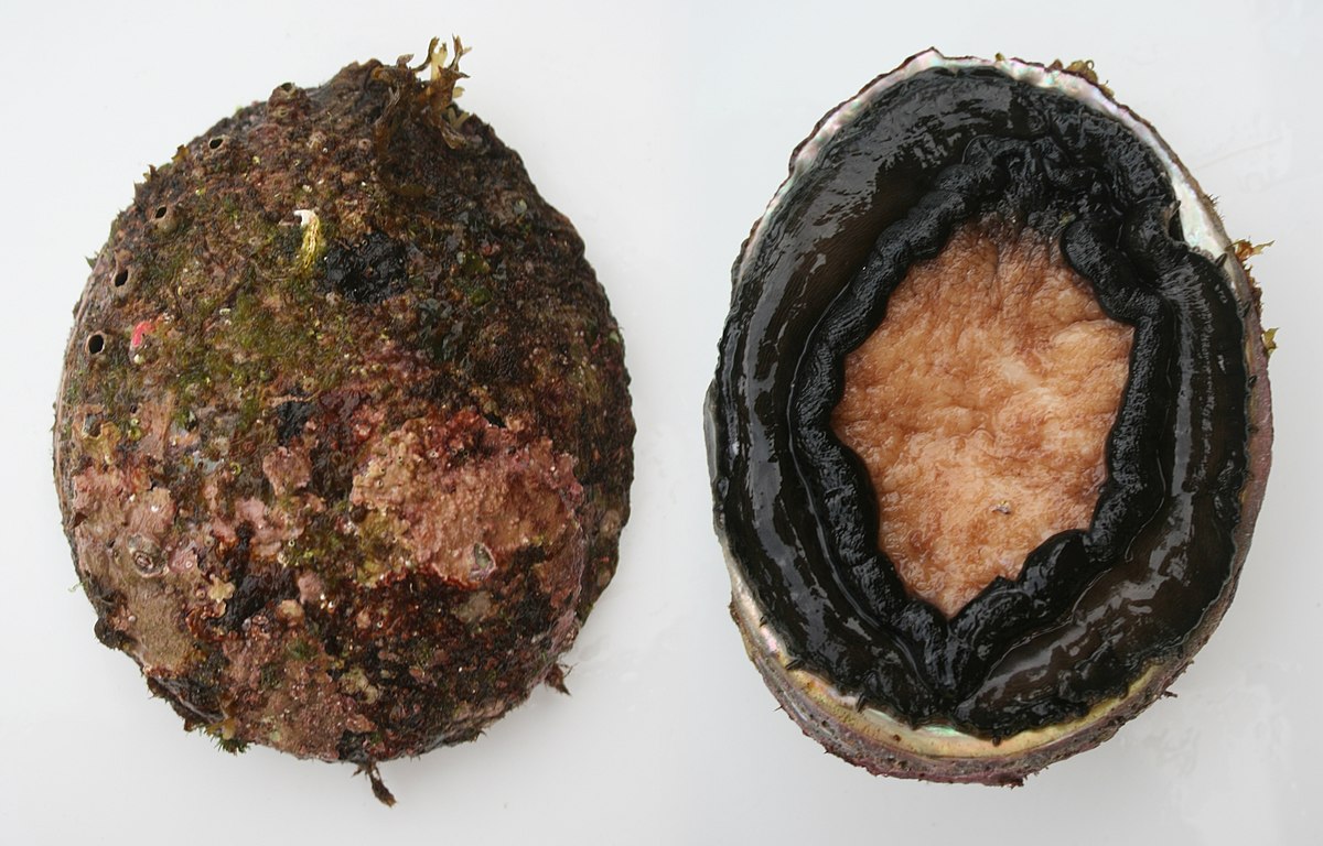 Haliotis