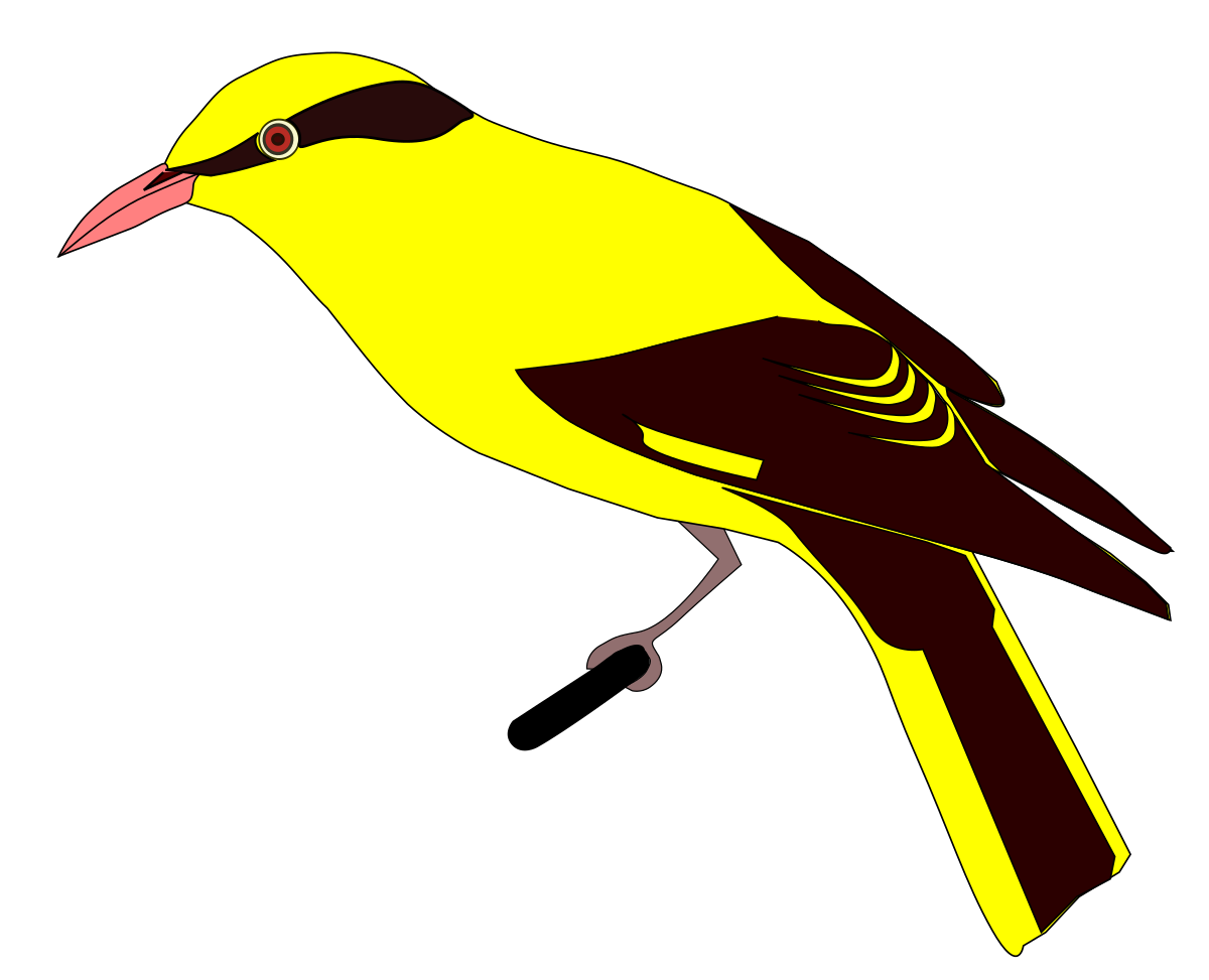Blacknapedoriole.svg