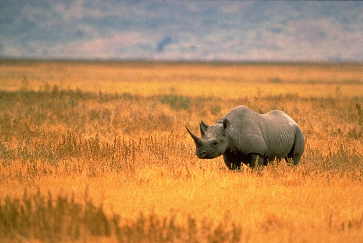 Rhinocéros noir