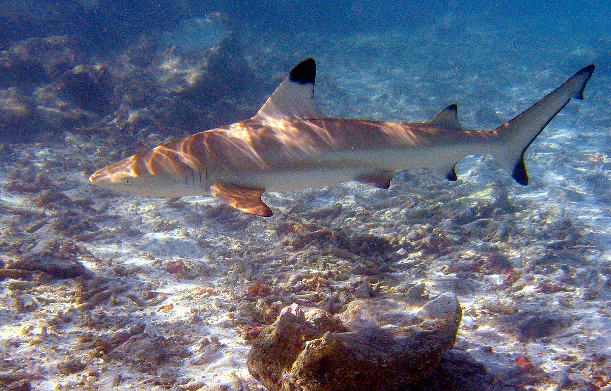 Elasmobranchii