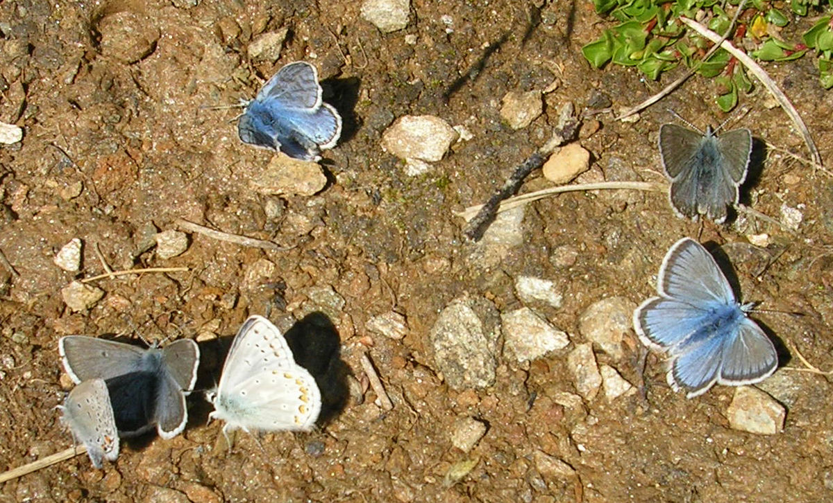 Azuré de la canneberge