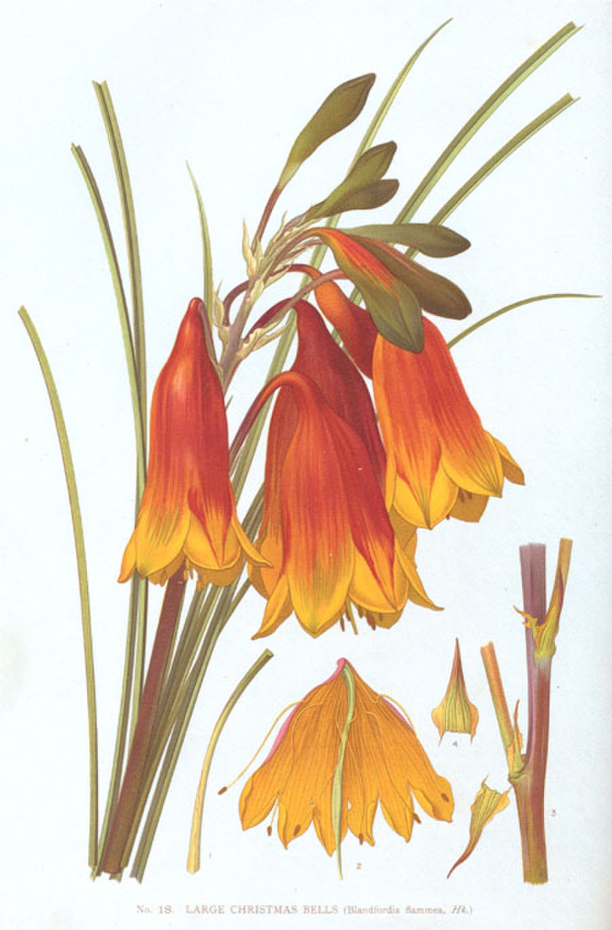 Blandfordiaceae