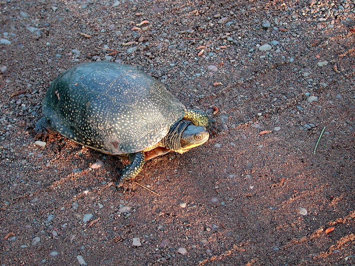 Tortue mouchetée