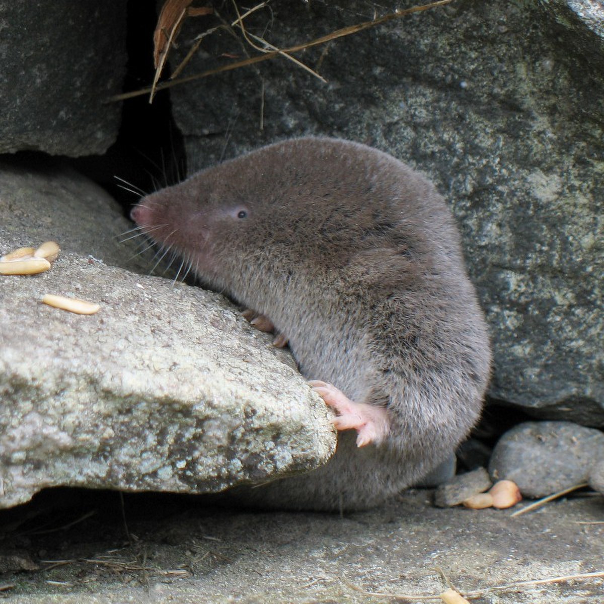 Soricinae