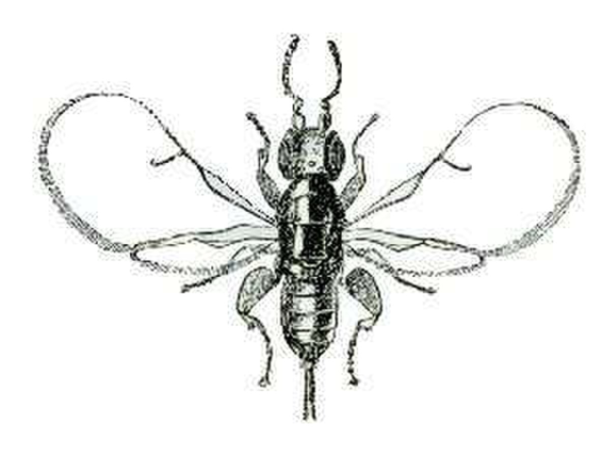 Agaonidae