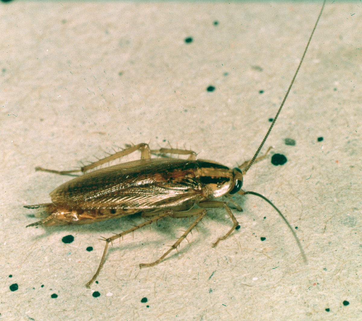 Blattella