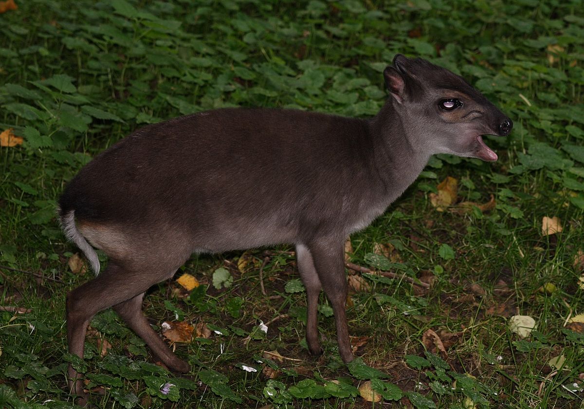 Cephalophus