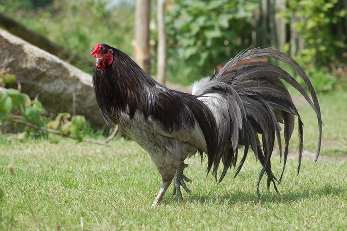 Liste des races de poules asiatiques