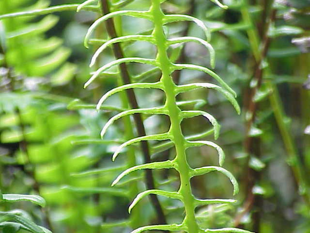 Blechnum