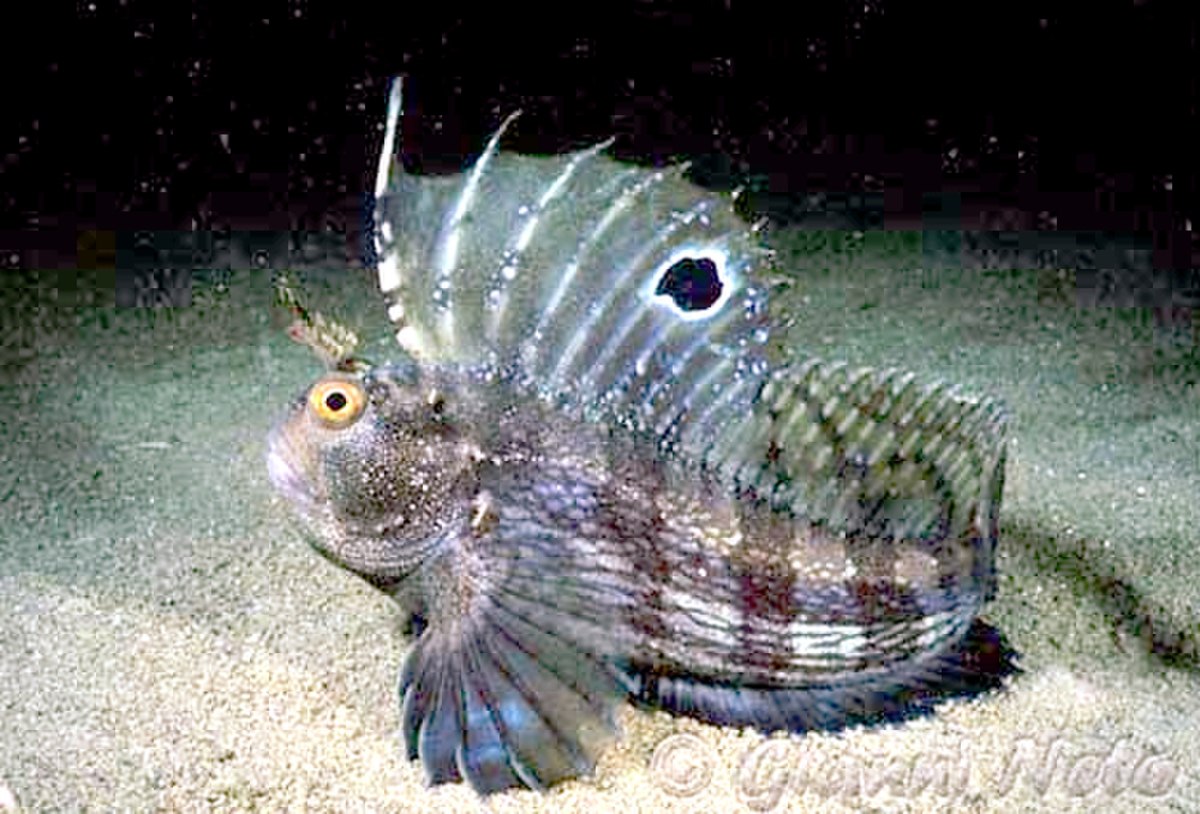 Blenniidae