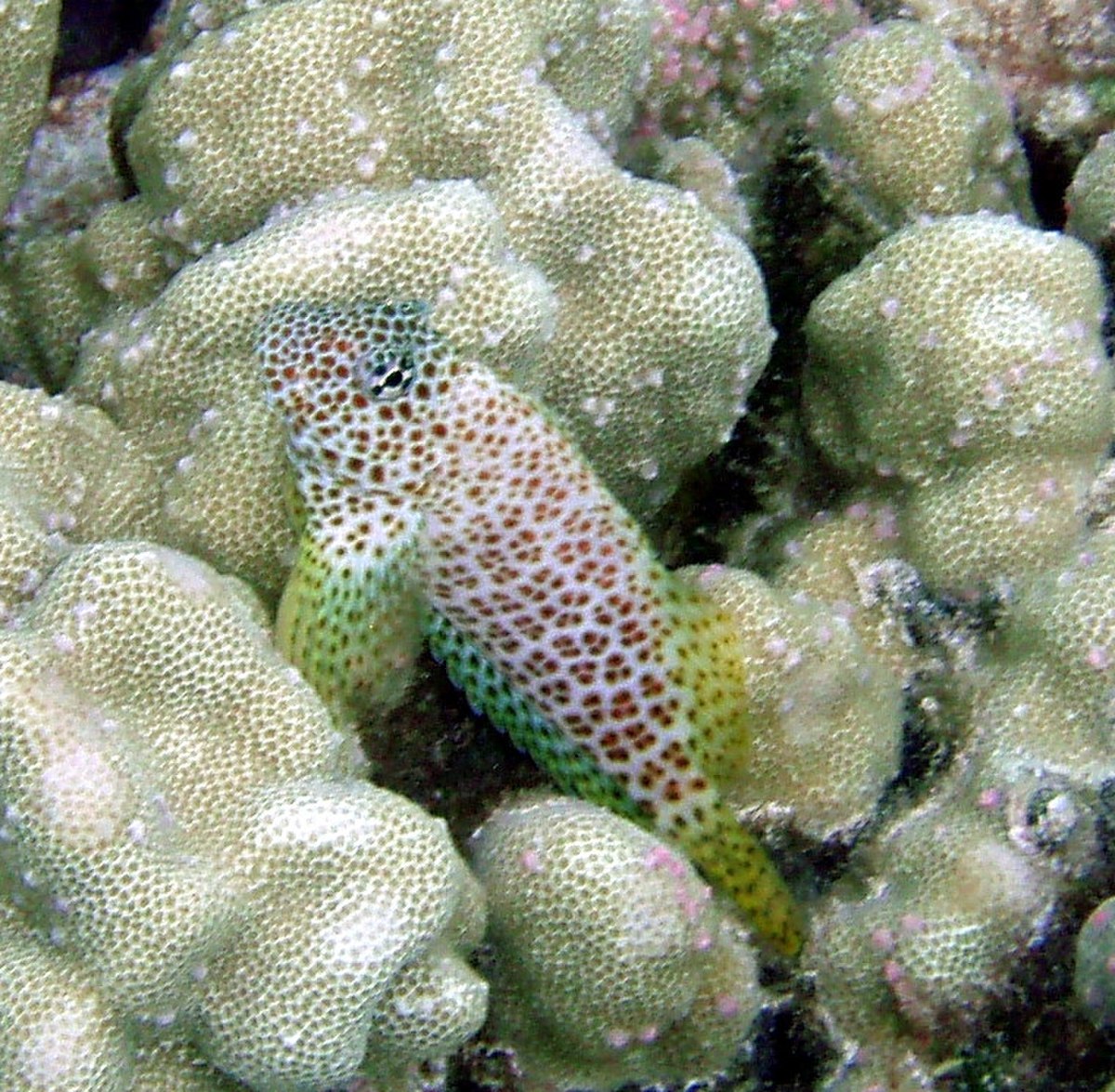 Blenny Hawaii.jpg