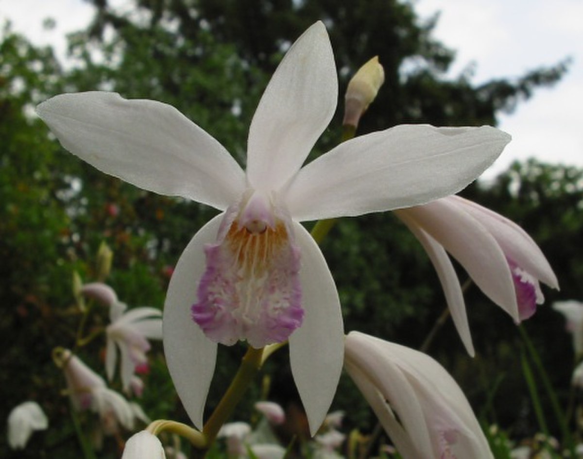 Bletilla striata