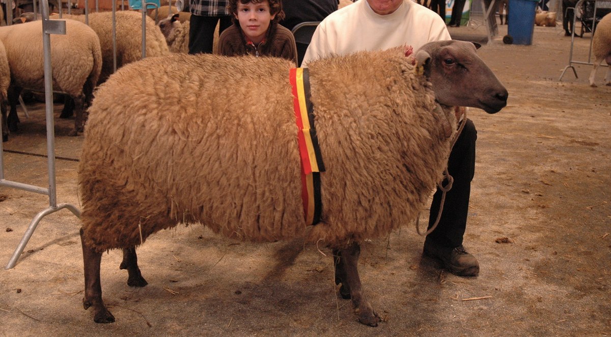 Bleu du Maine in Flanders.jpg