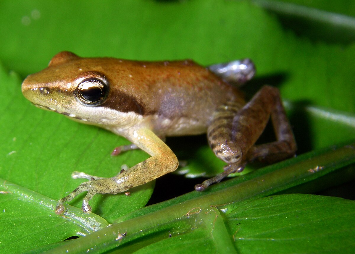 Blommersia blommersae