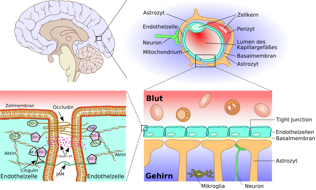 Anatomie de la barrière hémato-encéphalique
