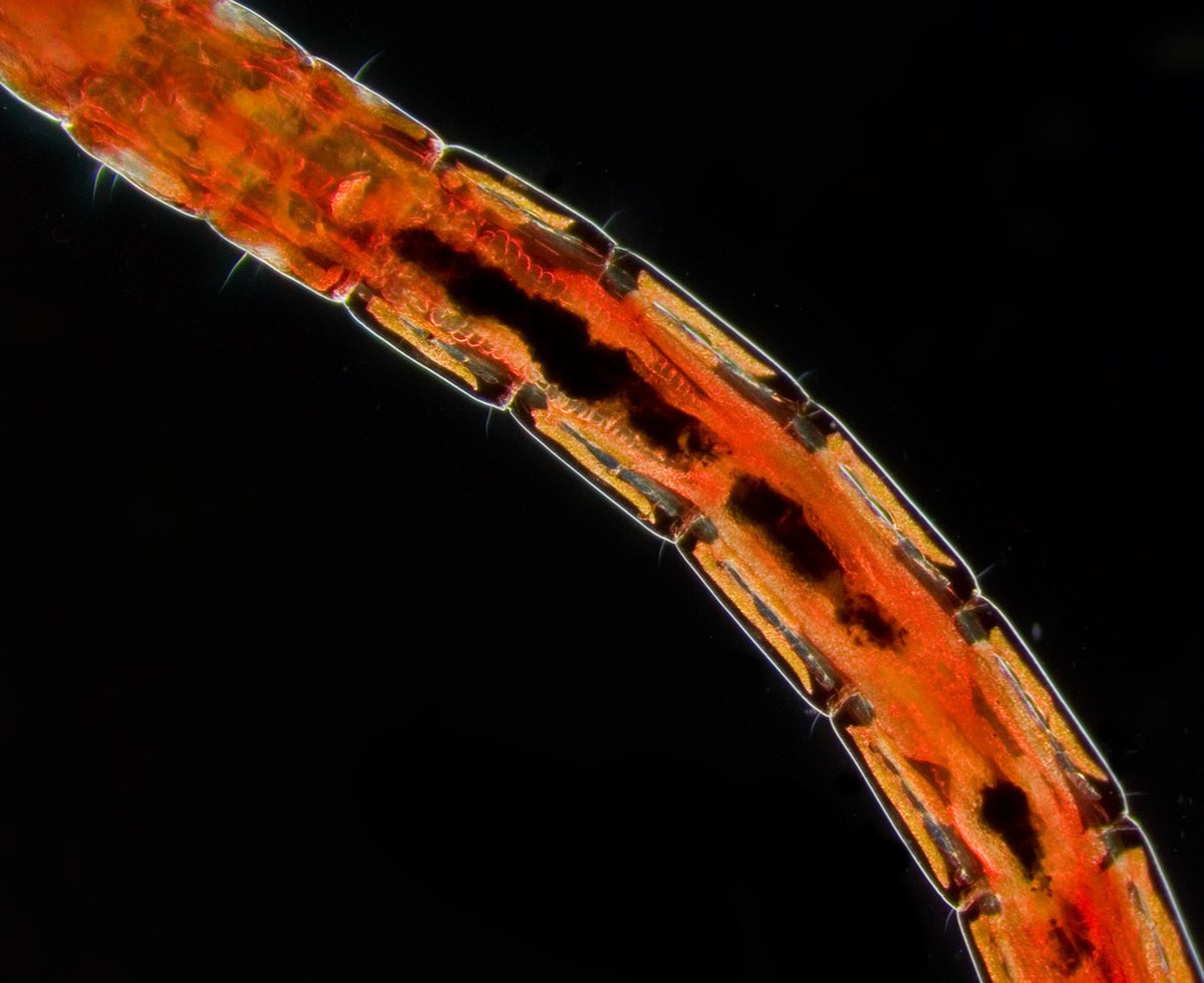 Larve de chironome