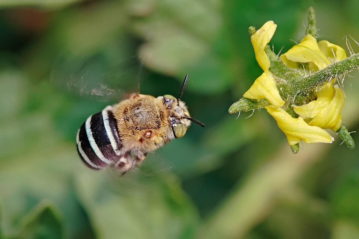Apidae