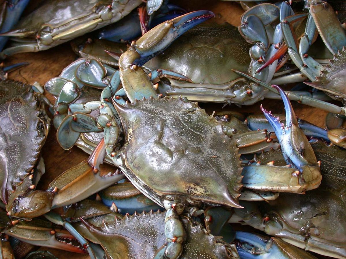 Crabe bleu