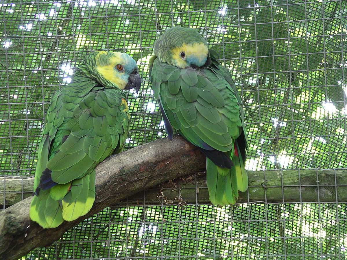 Amazone (oiseau)