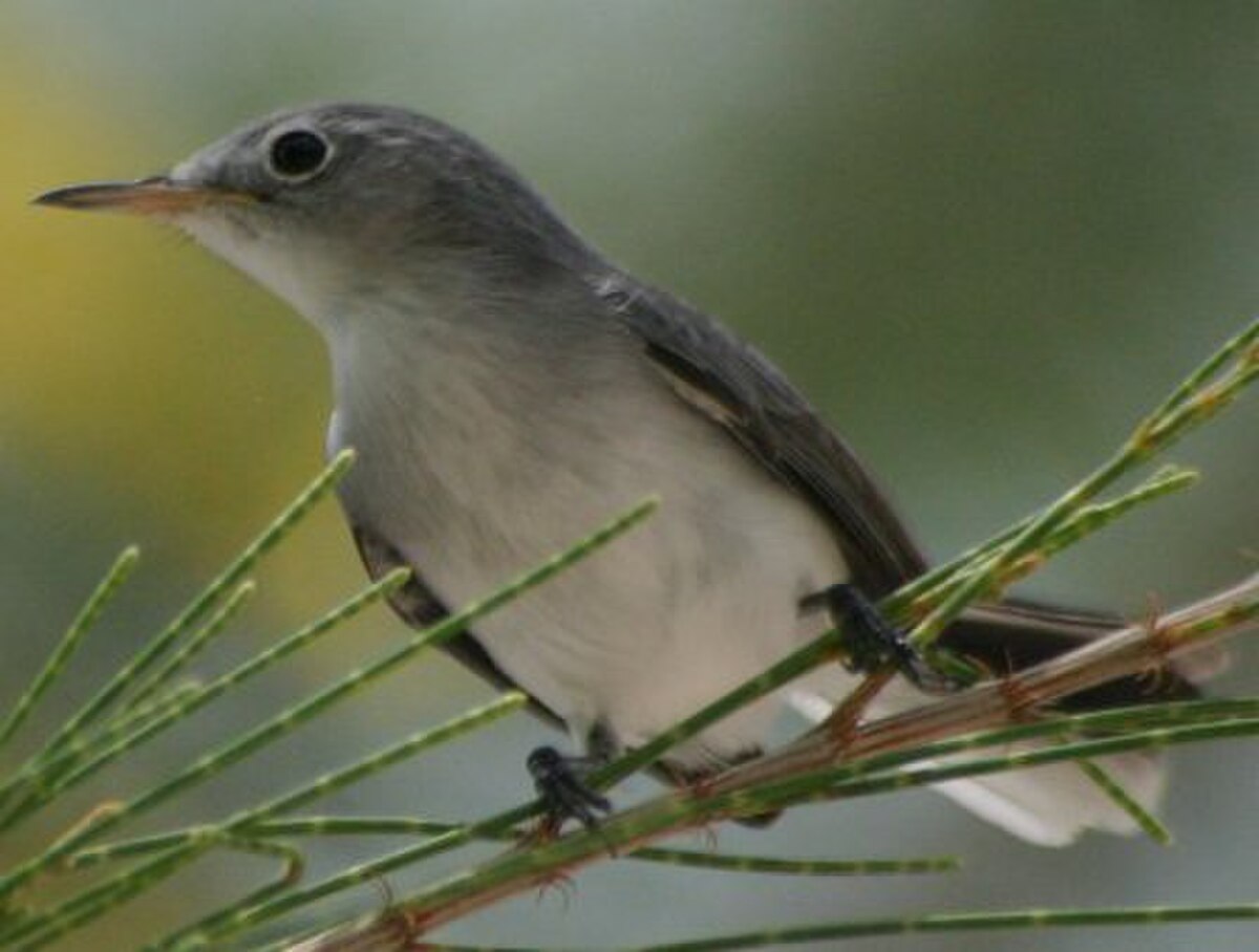 Gobemoucheron gris-bleu