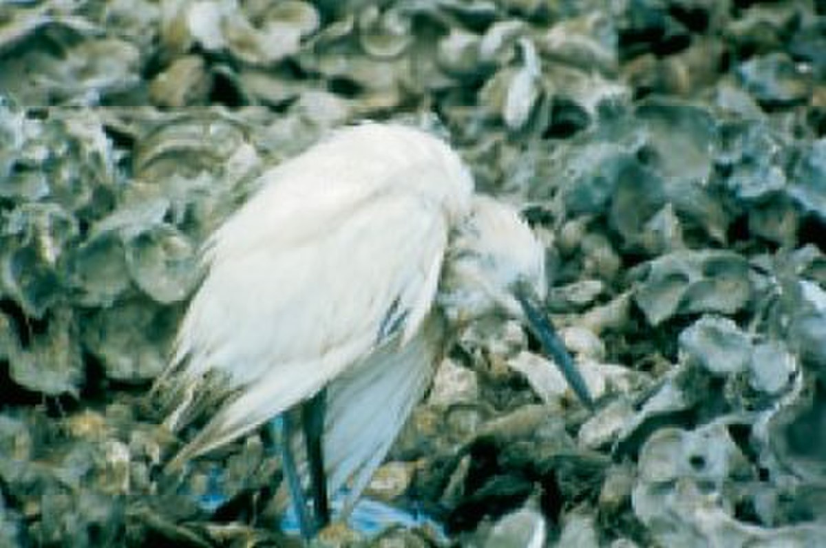Ornithose
