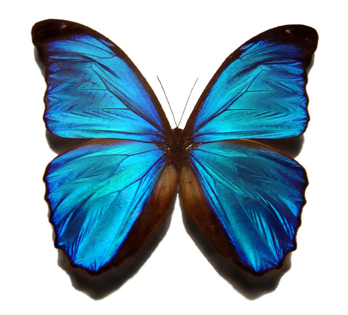 Morpho bleu