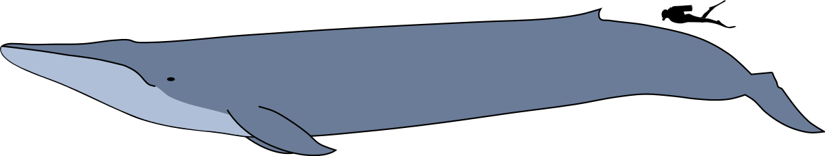 Comparaison des tailles d'une baleine bleue etd'un humain moyen.