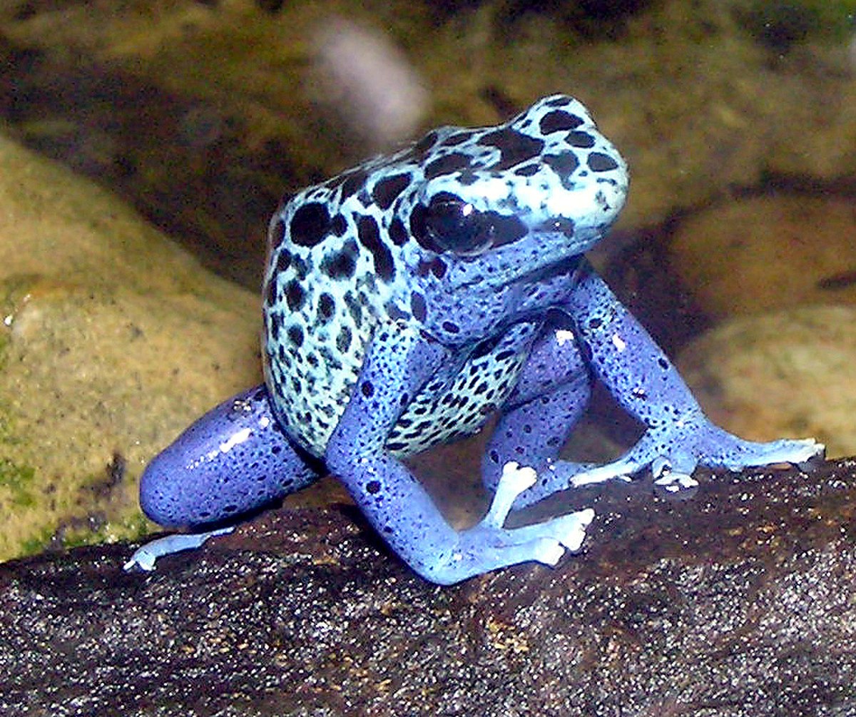 Dendrobates azureus ((en) Blue Poison-dart Frog, Dendrobate azuré) et Dendrobates leucomelas ((en) Yellow-banded Poison-dart Frog, Dendrobate à bandes jaunes) sont vendues dans les magasins animaliers. Ces deux espèces sont actuellement classées comme espèces vulnérables par l'UICN[43],[44] et à l'annexe II de la CITES[45],[46]. Les individus vendus de ces deux espèces sont aujourd'hui essentiellement élevées en captivité.