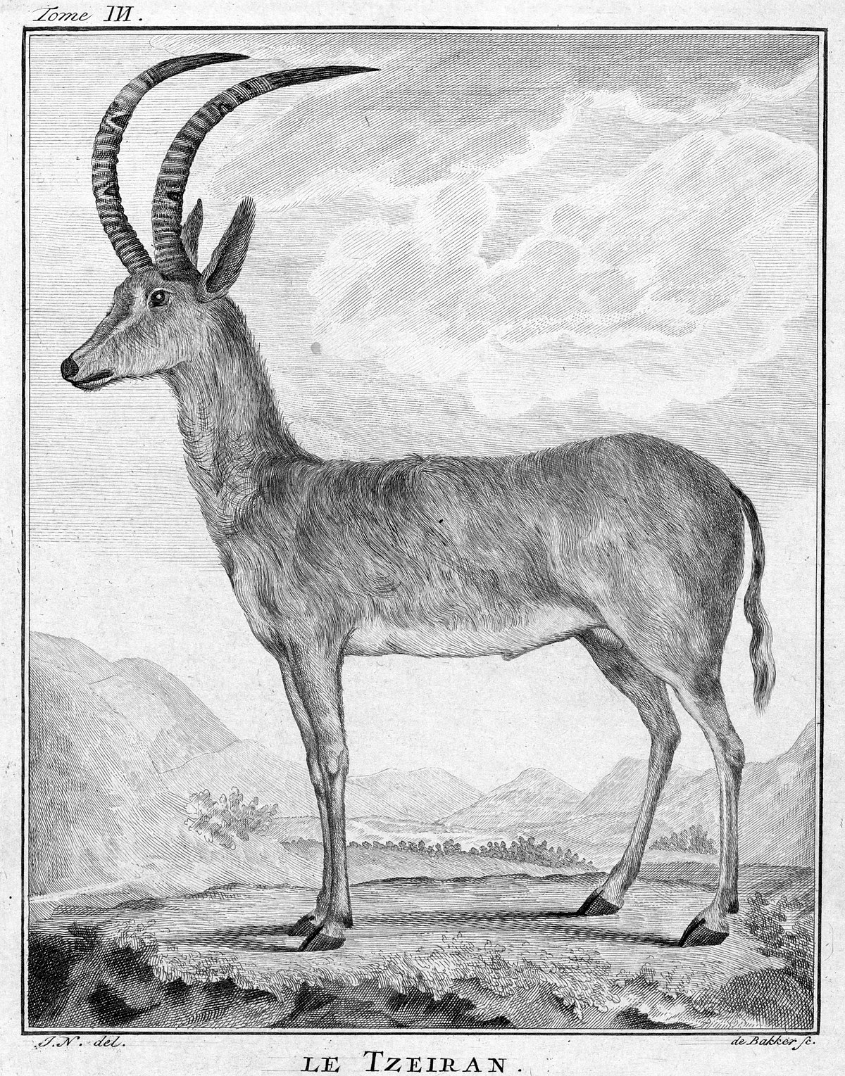 Hippotragus leucophaeus