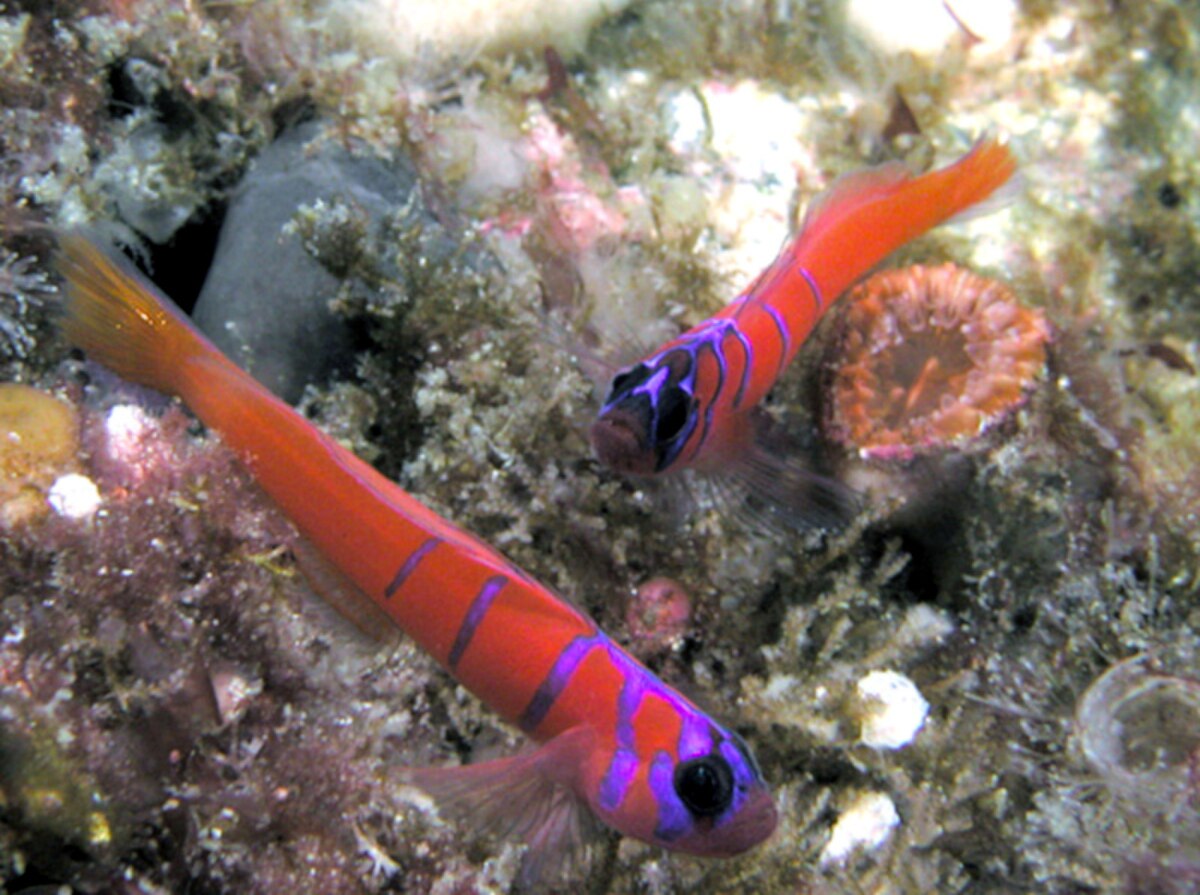 Lythrypnus dalli