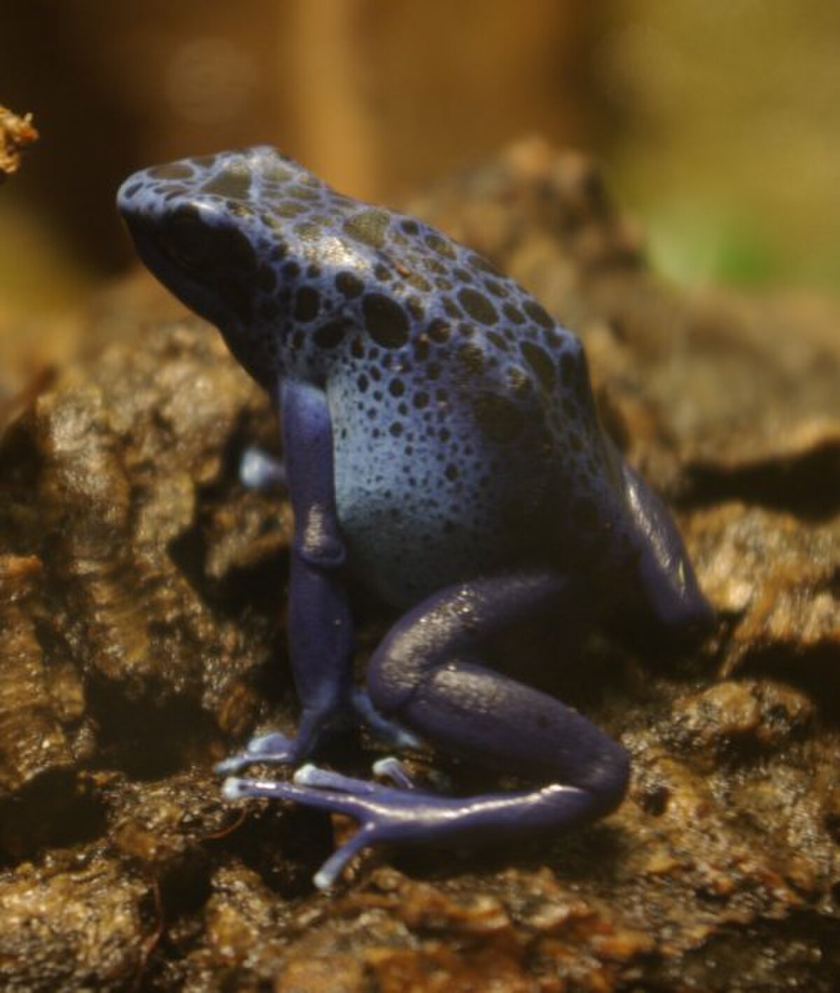 Bluepoisonfrog4.jpg