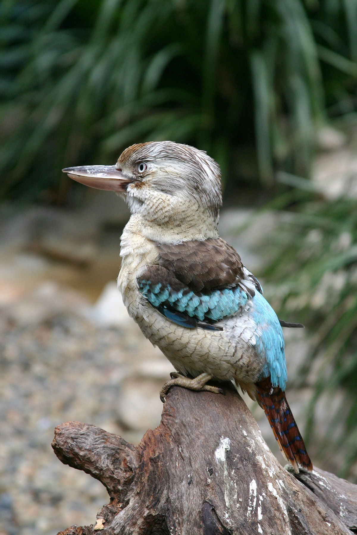 Martin-chasseur à ailes bleues