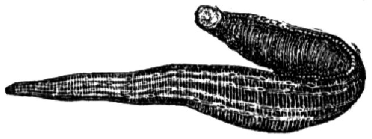 Hirudo medicinalis