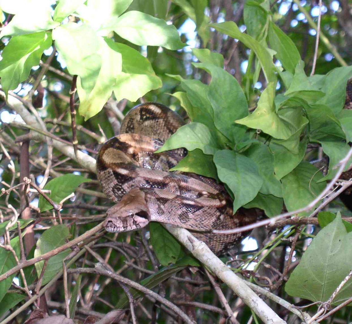 Boidae