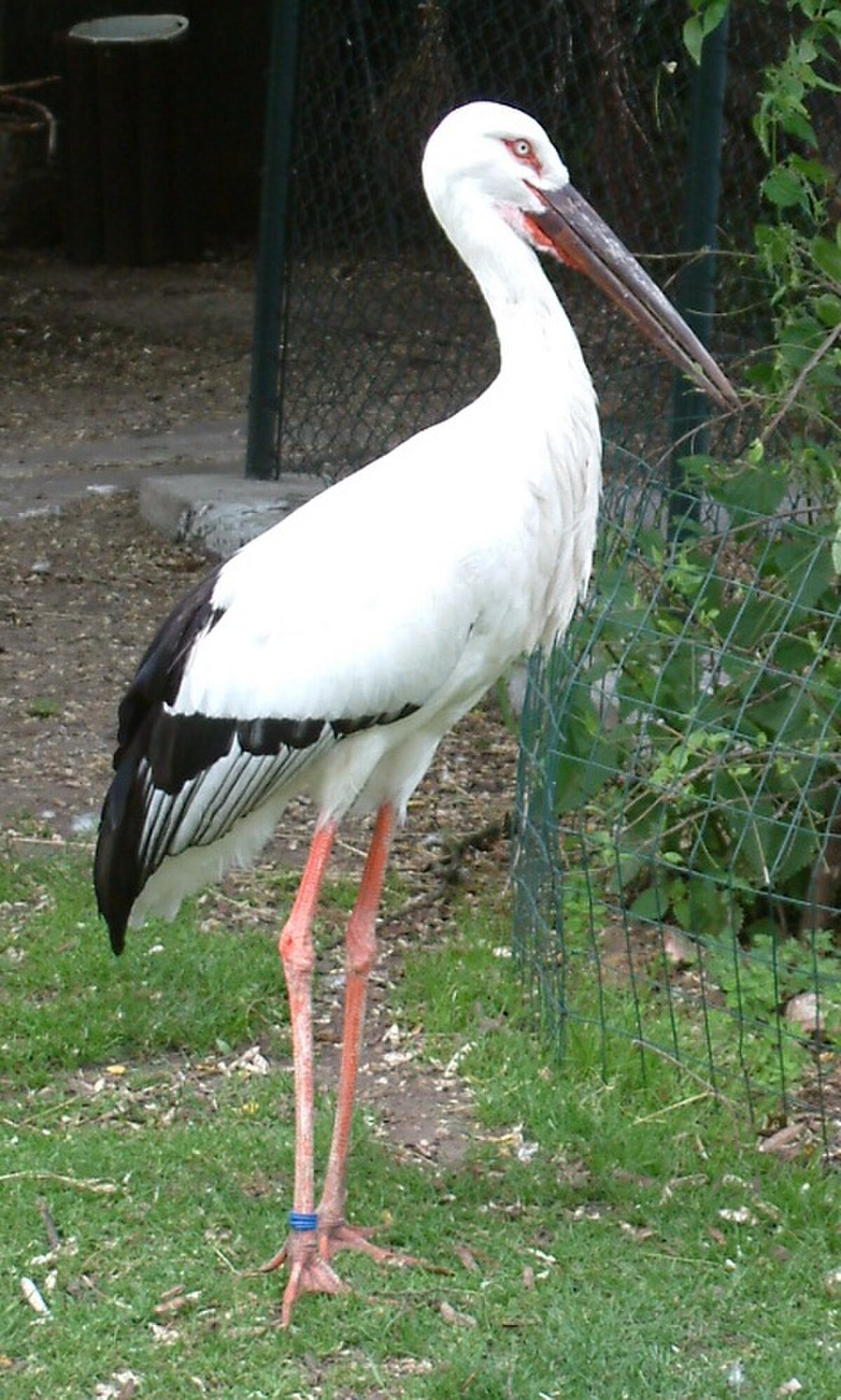 Cigogne orientale