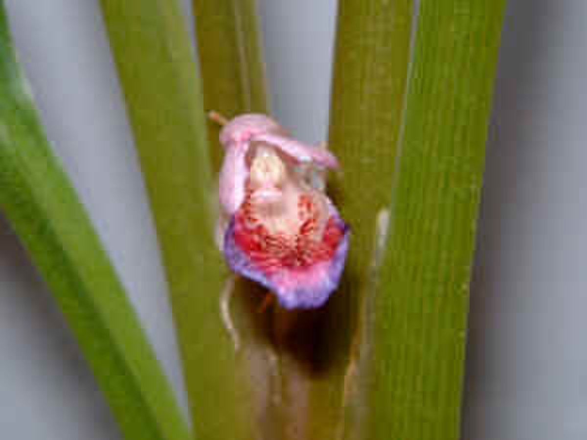 Boesenbergia